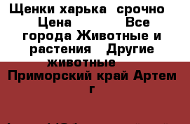 Щенки харька! срочно. › Цена ­ 5 000 - Все города Животные и растения » Другие животные   . Приморский край,Артем г.